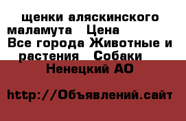 щенки аляскинского маламута › Цена ­ 20 000 - Все города Животные и растения » Собаки   . Ненецкий АО